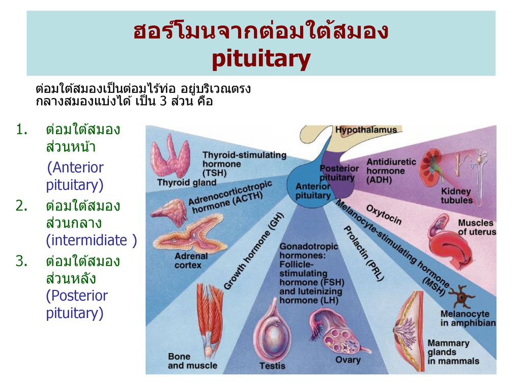 ฮอร์โมนจากต่อมใต้สมอง pituitary
