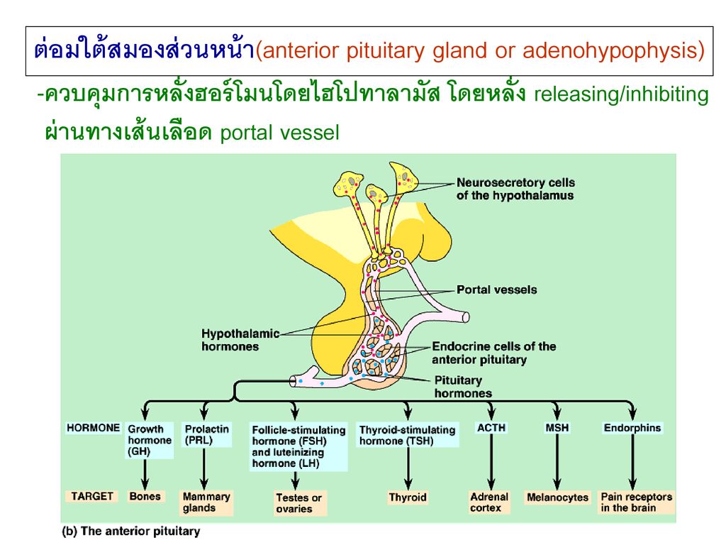 ต่อมใต้สมองส่วนหน้า(anterior pituitary gland or adenohypophysis)