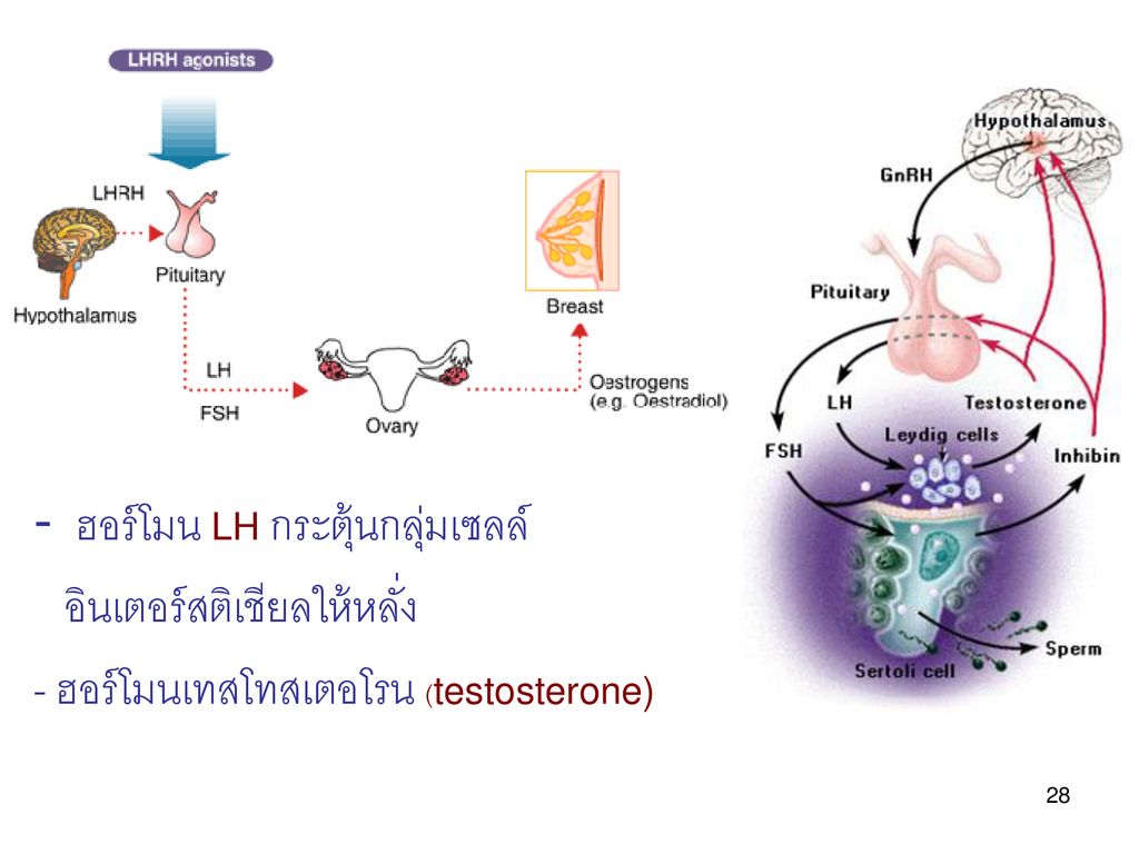 ฮอร์โมน LH กระตุ้นกลุ่มเซลล์