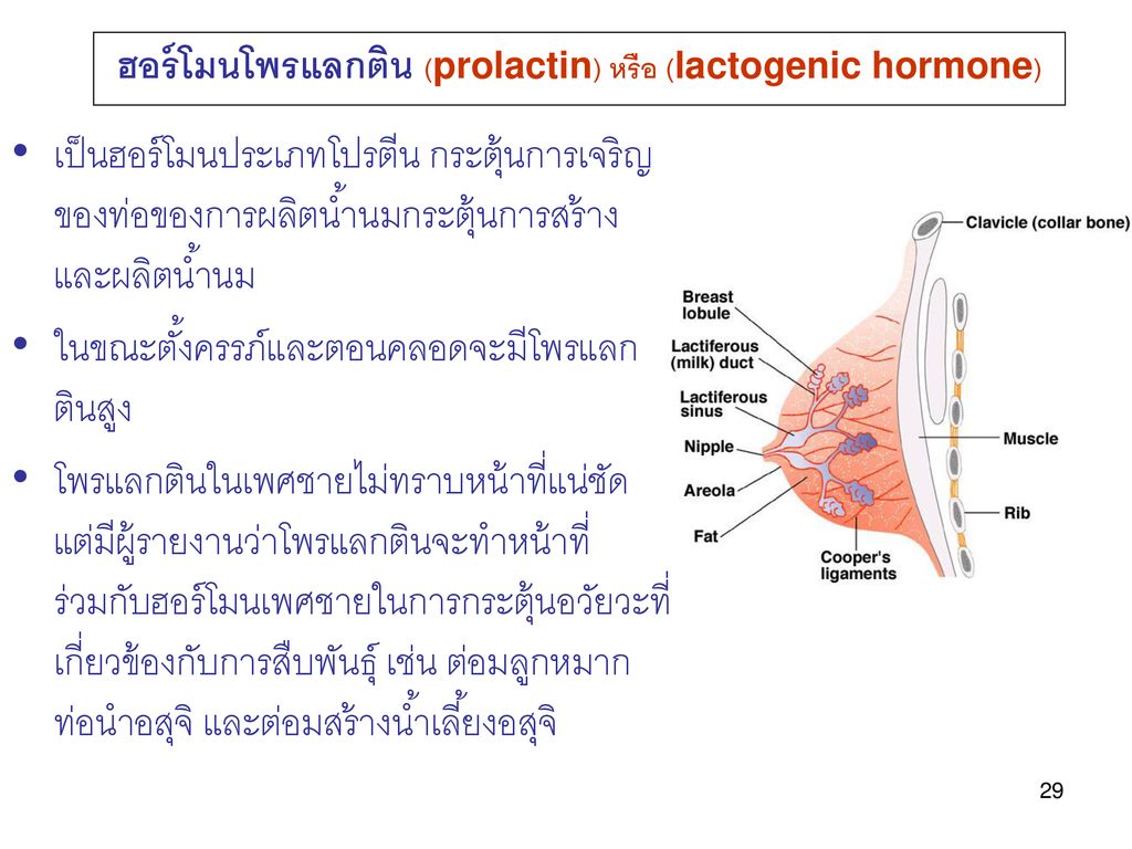 ฮอร์โมนโพรแลกติน (prolactin) หรือ (lactogenic hormone)