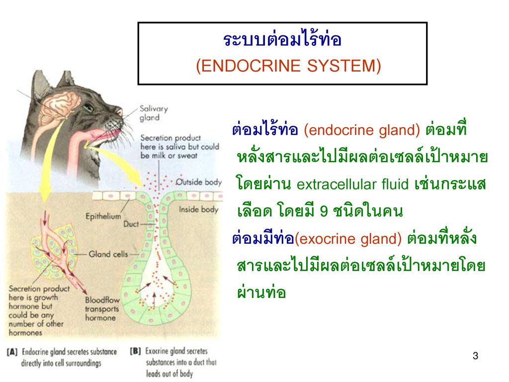 ระบบต่อมไร้ท่อ (ENDOCRINE SYSTEM)