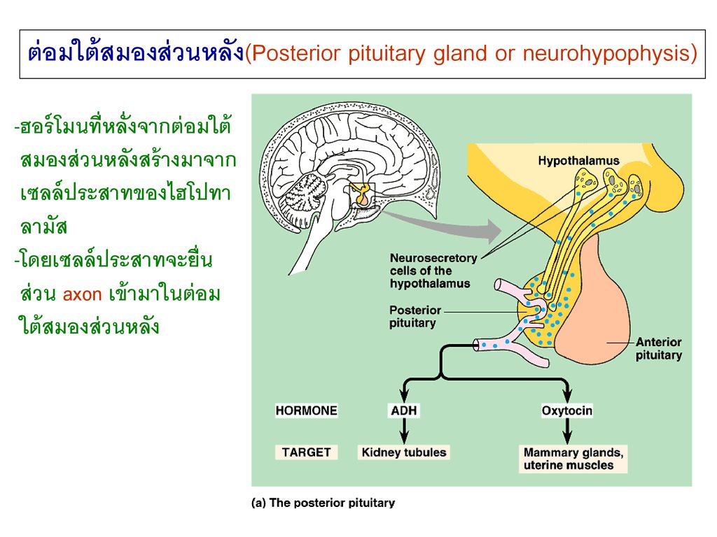 ต่อมใต้สมองส่วนหลัง(Posterior pituitary gland or neurohypophysis)