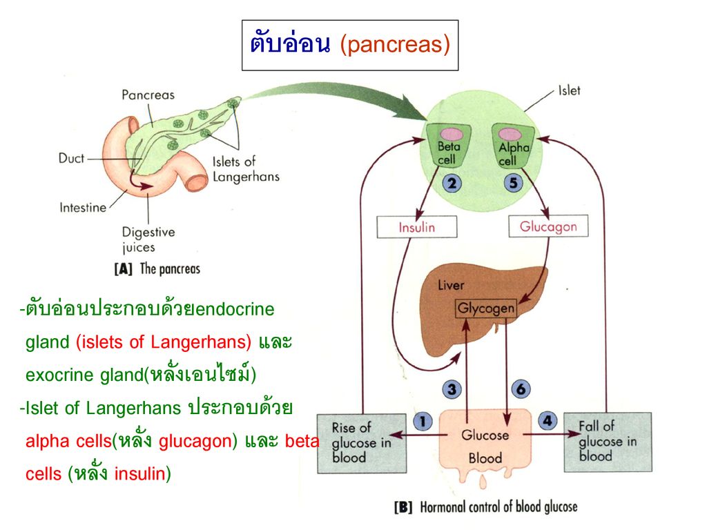 ตับอ่อน (pancreas) -ตับอ่อนประกอบด้วยendocrine