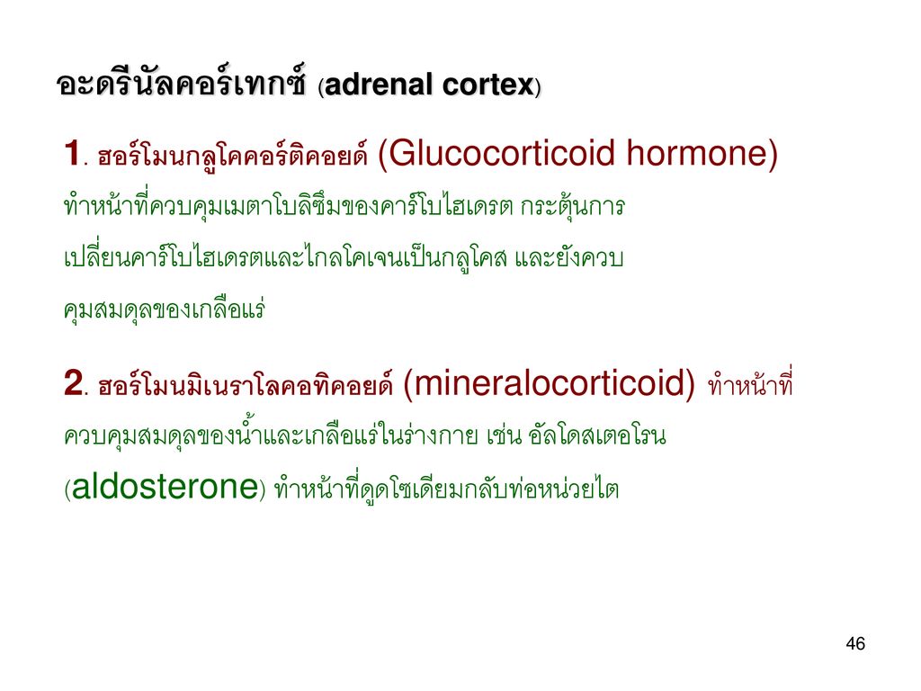 อะดรีนัลคอร์เทกซ์ (adrenal cortex)
