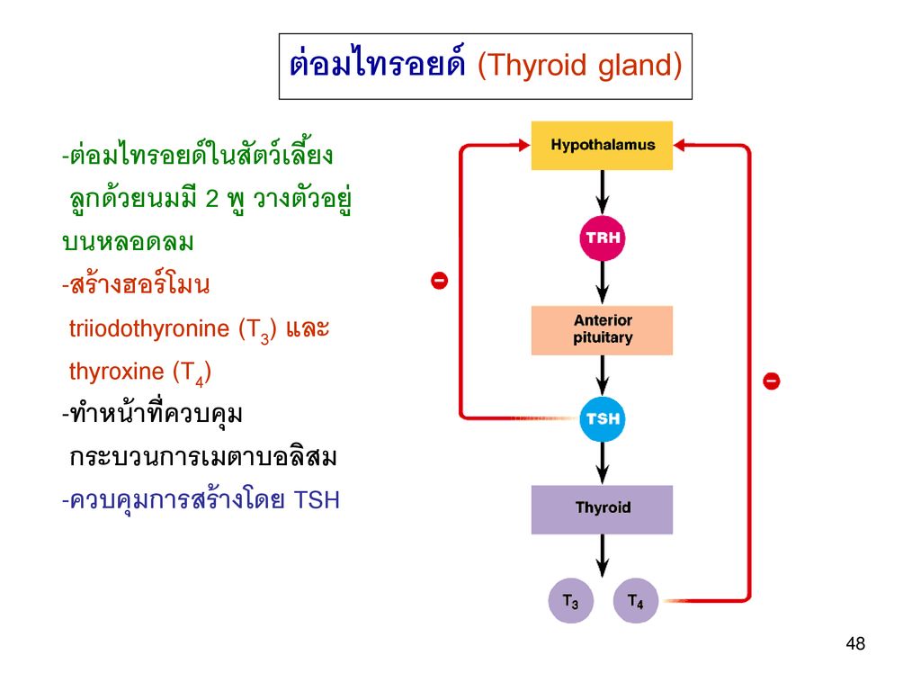 ต่อมไทรอยด์ (Thyroid gland)