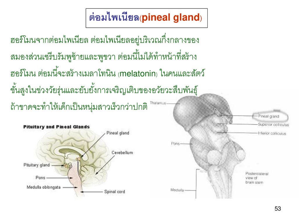 ต่อมไพเนียล(pineal gland)