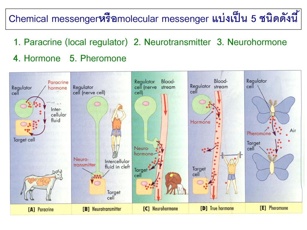 Chemical messengerหรือmolecular messenger แบ่งเป็น 5 ชนิดดังนี้