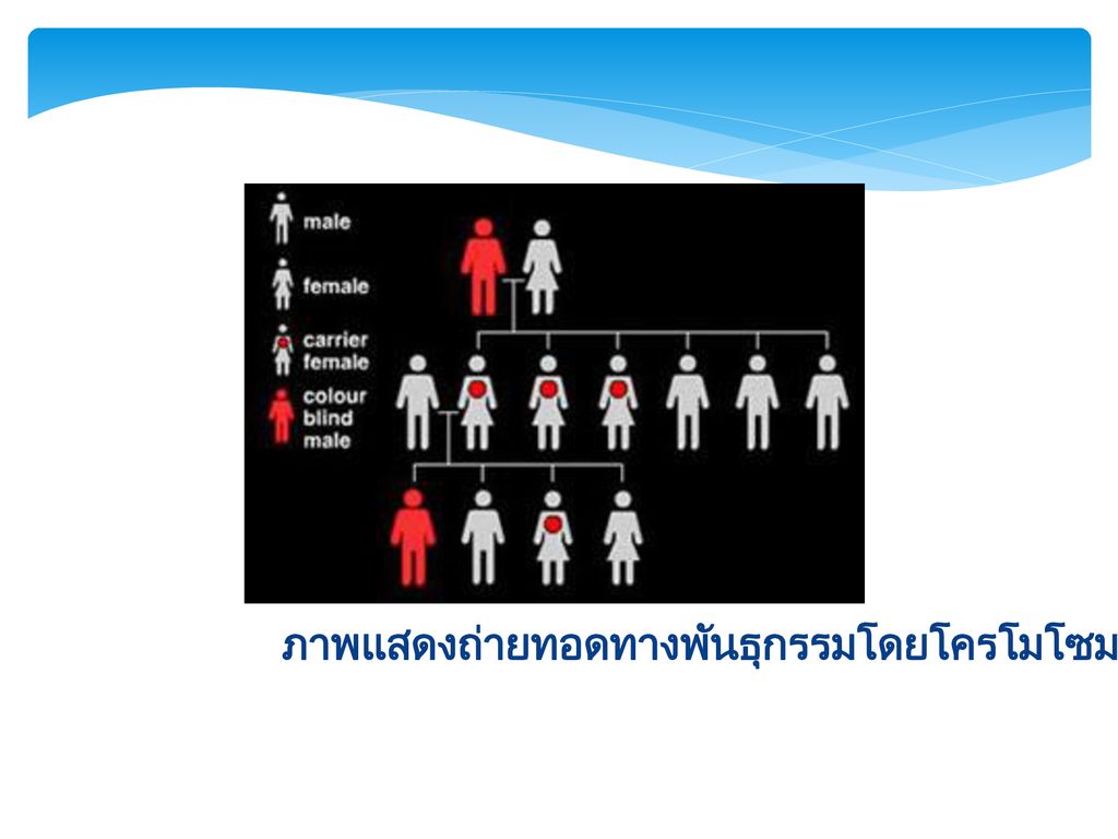 โรคทางพันธุกรรมที่เกิดจากยีนบน Sex Chromosome Ppt ดาวน์โหลด