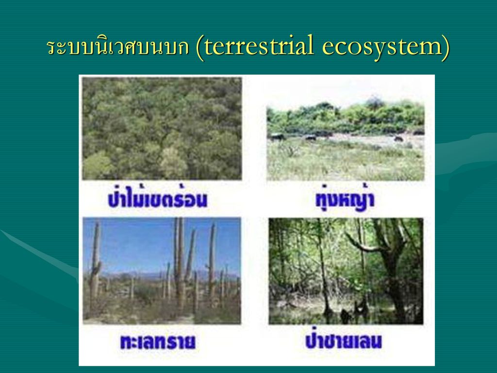 ระบบนิเวศบนบก (terrestrial ecosystem)
