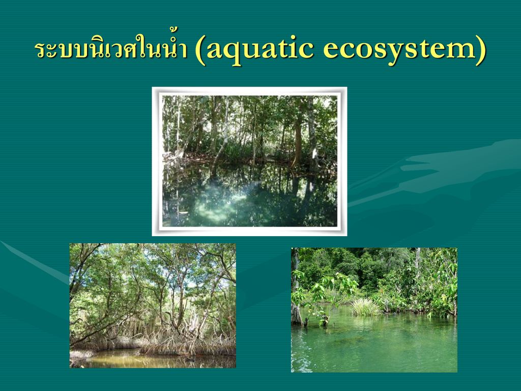 ระบบนิเวศในน้ำ (aquatic ecosystem)