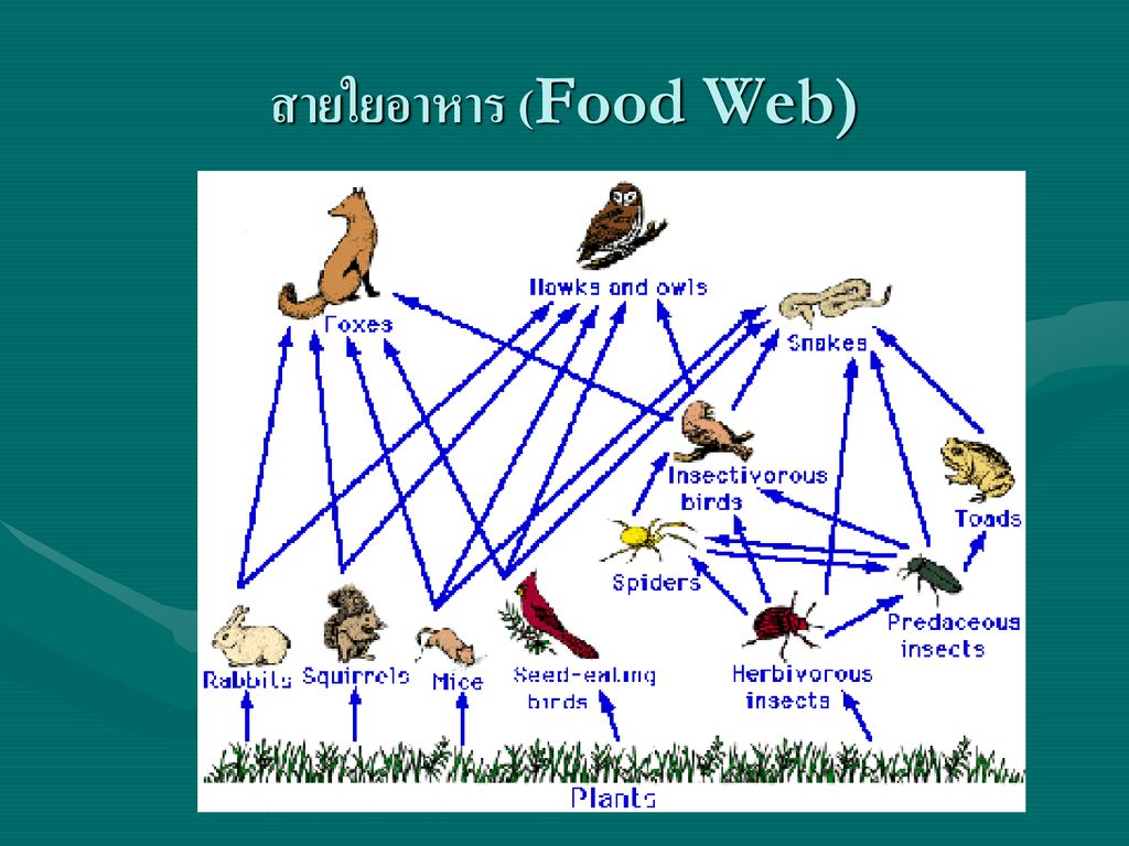 สายใยอาหาร (Food Web)
