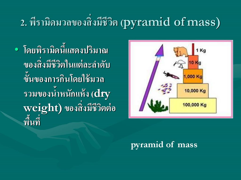 2. พีรามิดมวลของสิ่งมีชีวิต (pyramid of mass)
