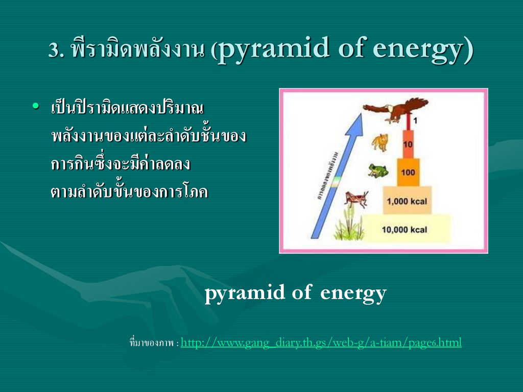 3. พีรามิดพลังงาน (pyramid of energy)