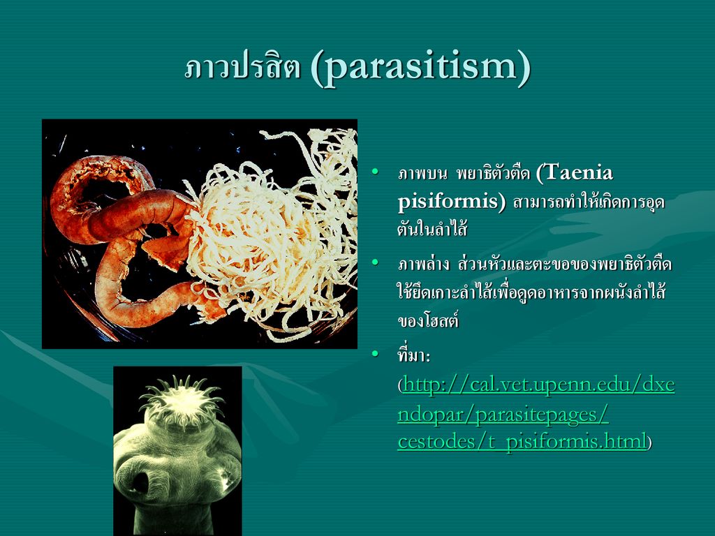 ภาวปรสิต (parasitism)