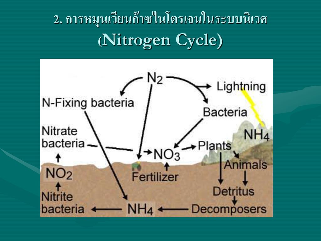 2. การหมุนเวียนก๊าซไนโตรเจนในระบบนิเวศ(Nitrogen Cycle)