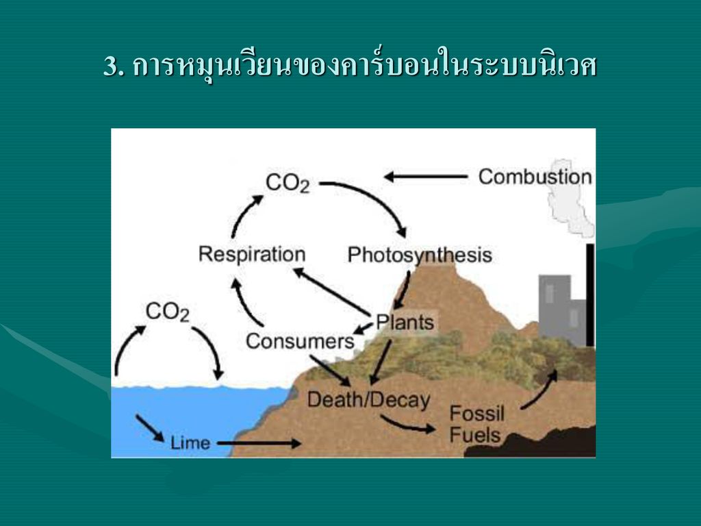 3. การหมุนเวียนของคาร์บอนในระบบนิเวศ