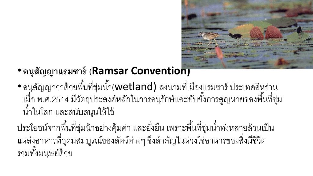 อนุสัญญาแรมซาร์ (Ramsar Convention)