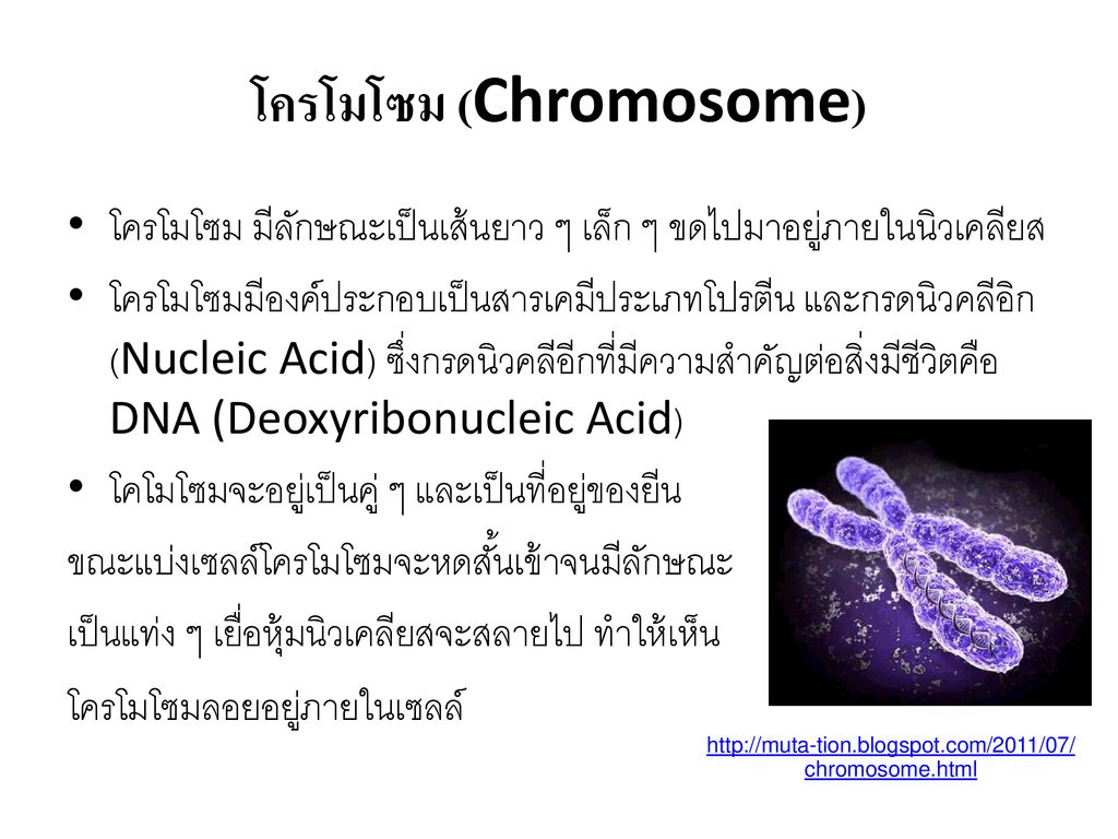โครโมโซม (Chromosome)