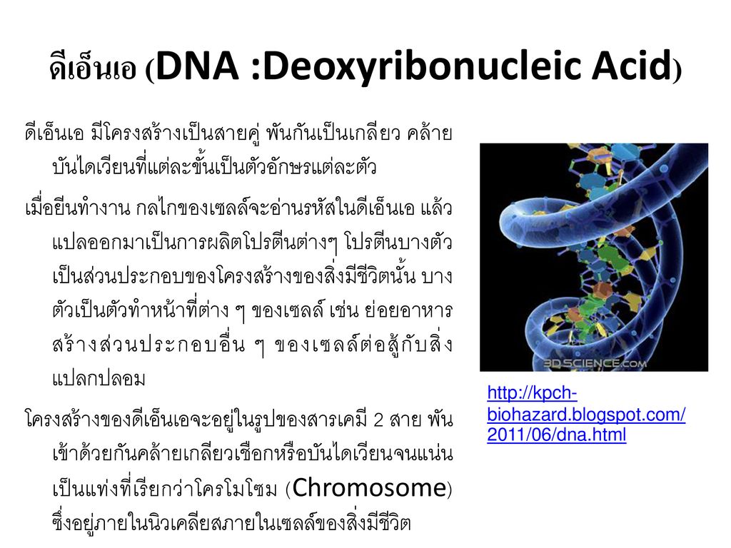 ดีเอ็นเอ (DNA :Deoxyribonucleic Acid)