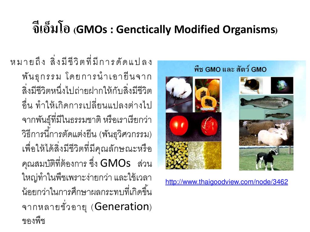 จีเอ็มโอ (GMOs : Genctically Modified Organisms)