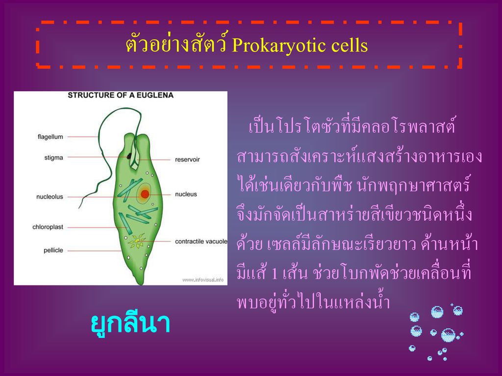 ตัวอย่างสัตว์ Prokaryotic cells