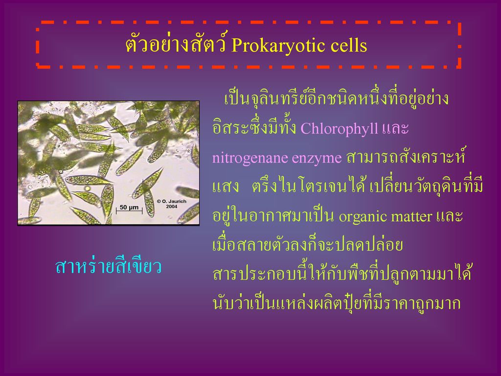 ตัวอย่างสัตว์ Prokaryotic cells