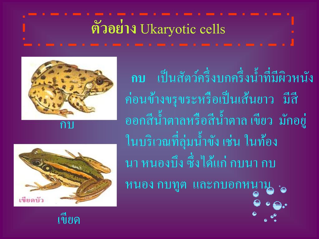ตัวอย่าง Ukaryotic cells