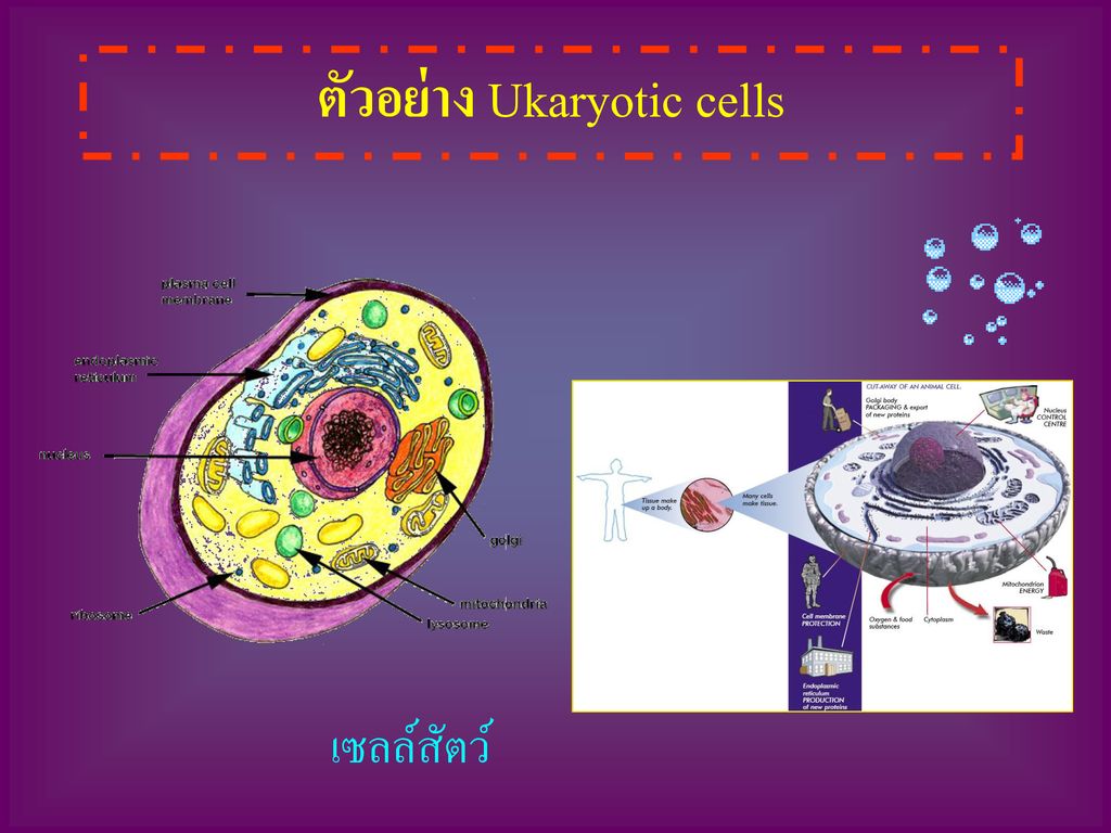 ตัวอย่าง Ukaryotic cells