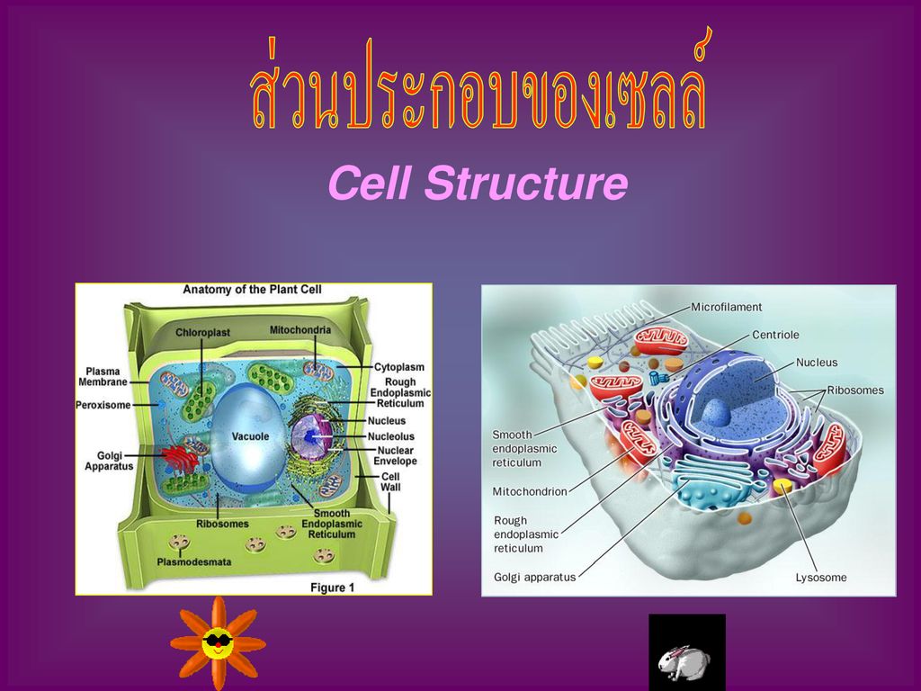 ส่วนประกอบของเซลล์ Cell Structure