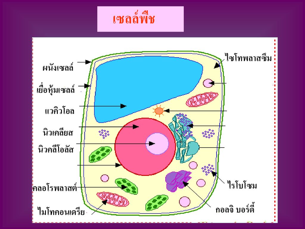 เซลล์พืช ไซโทพลาสซึม ผนังเซลล์ เยื่อหุ้มเซลล์ แวคิวโอล นิวเคลียส