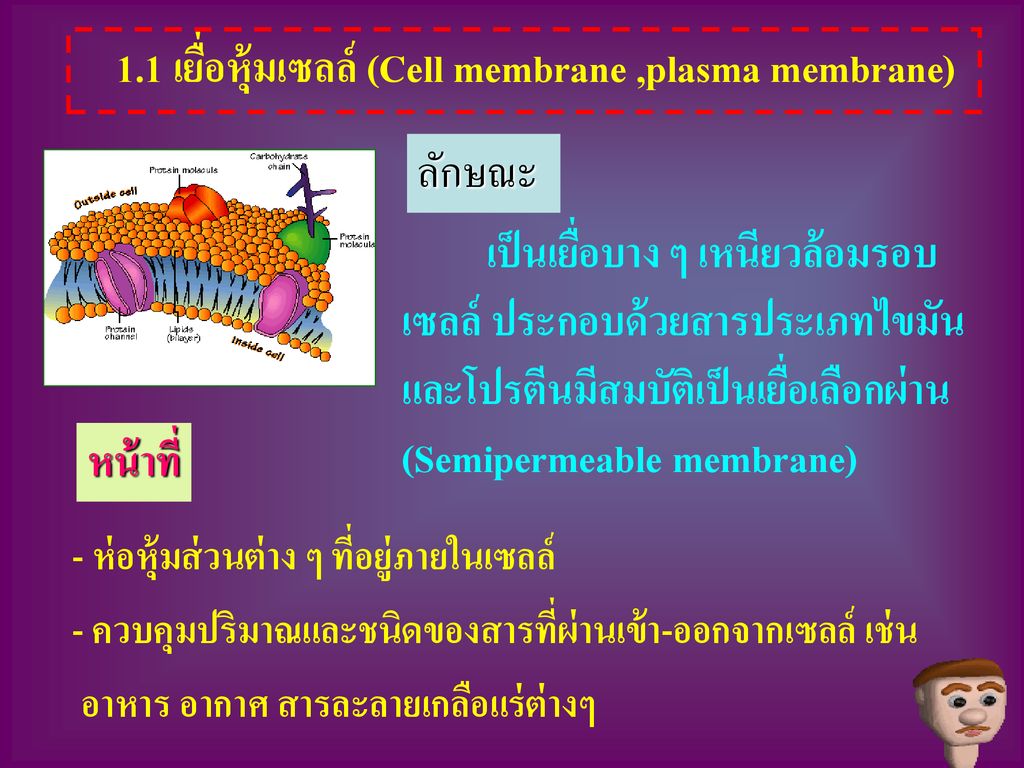 1.1 เยื่อหุ้มเซลล์ (Cell membrane ,plasma membrane)