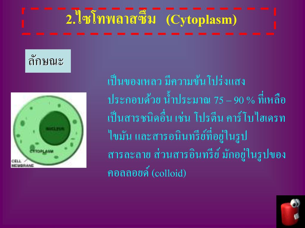 2.ไซโทพลาสซึม (Cytoplasm)