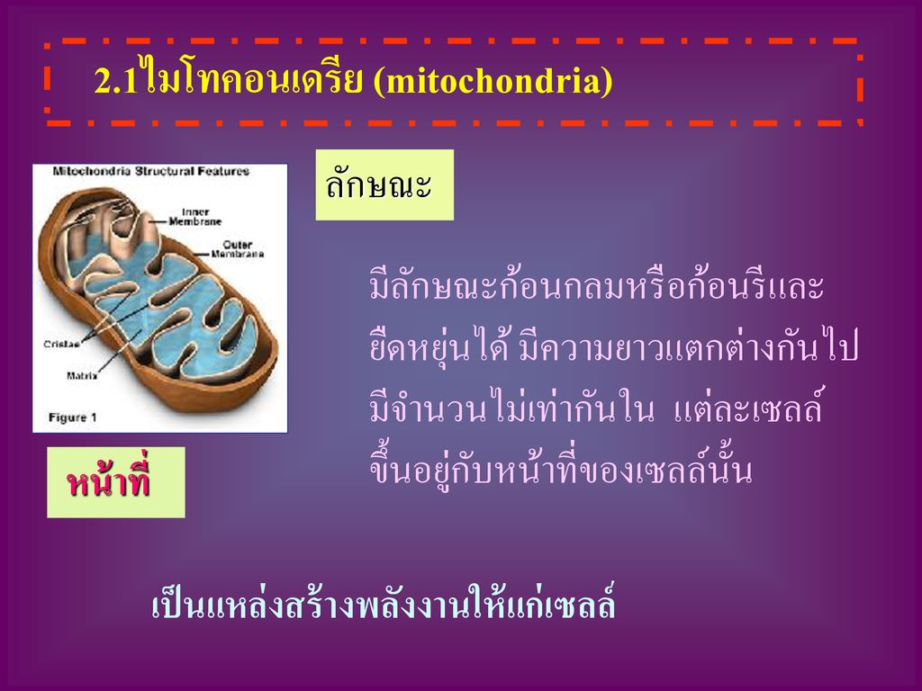 2.1ไมโทคอนเดรีย (mitochondria)