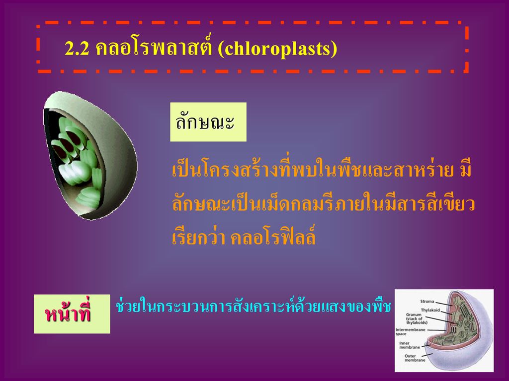 2.2 คลอโรพลาสต์ (chloroplasts)