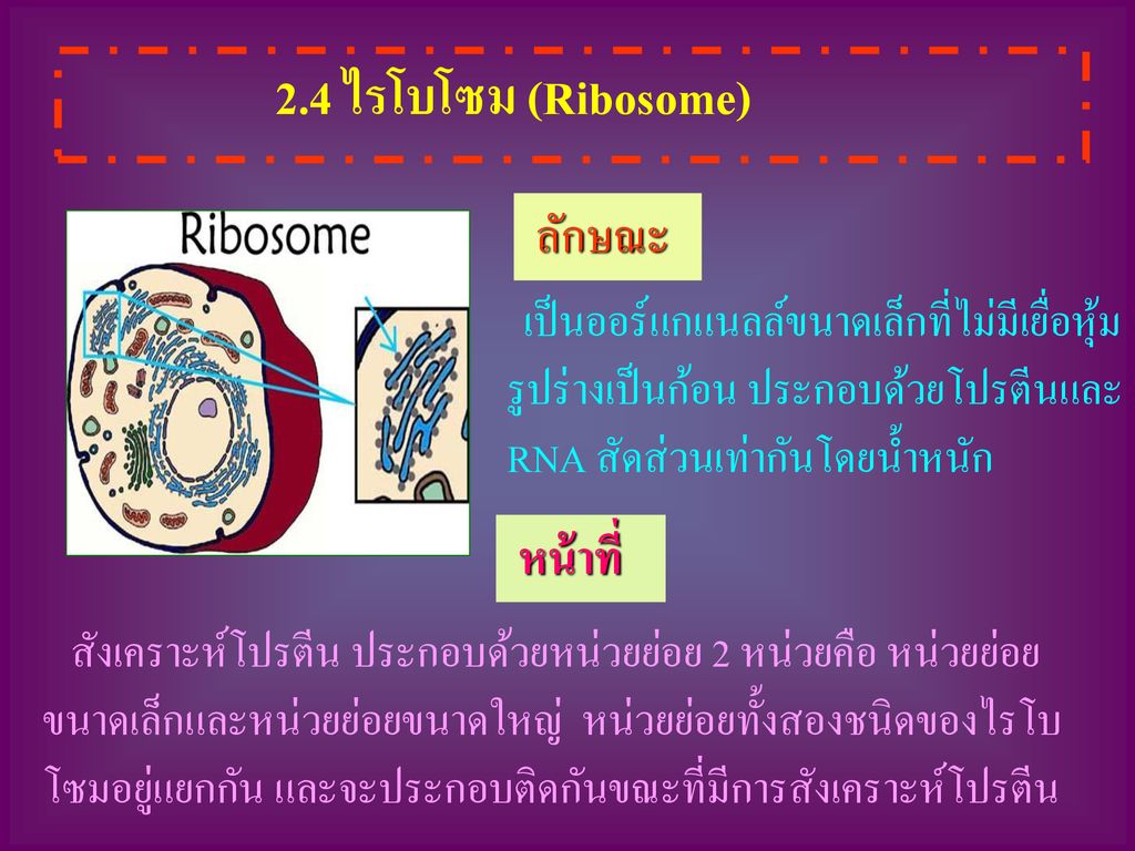 2.4 ไรโบโซม (Ribosome) ลักษณะ หน้าที่