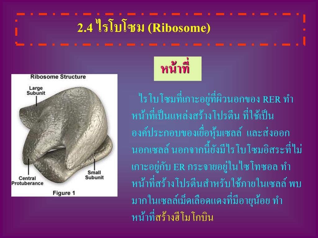 2.4 ไรโบโซม (Ribosome) หน้าที่