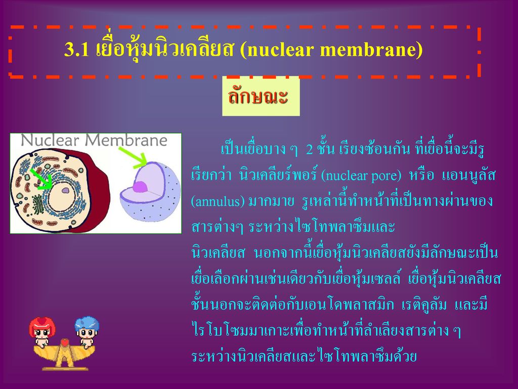 3.1 เยื่อหุ้มนิวเคลียส (nuclear membrane)