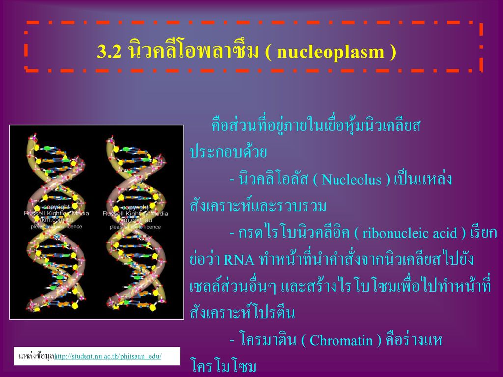 3.2 นิวคลีโอพลาซึม ( nucleoplasm )