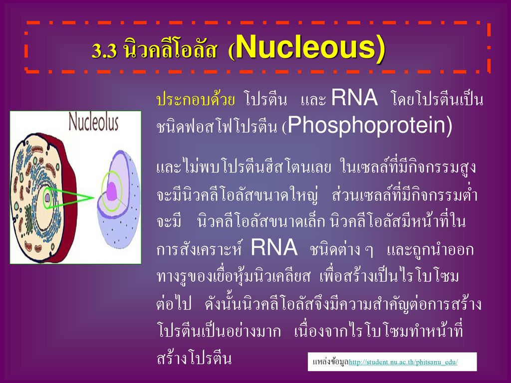 3.3 นิวคลีโอลัส (Nucleous)
