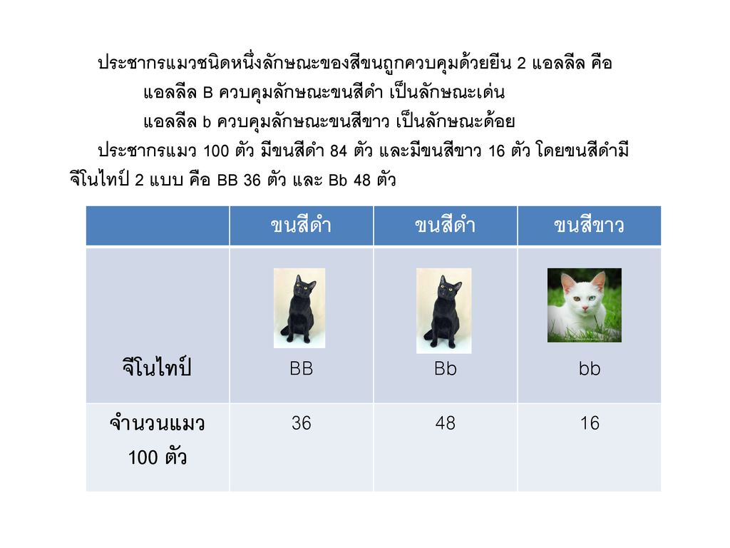 ขนสีดำ ขนสีขาว จีโนไทป์ จำนวนแมว 100 ตัว