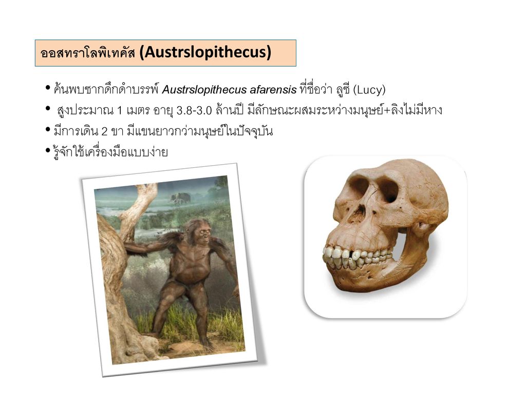 ออสทราโลพิเทคัส (Austrslopithecus)