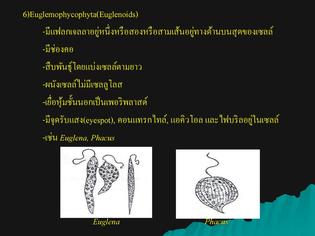 บทท 1 ประเภทของจ ล นทร ย Ppt ดาวน โหลด