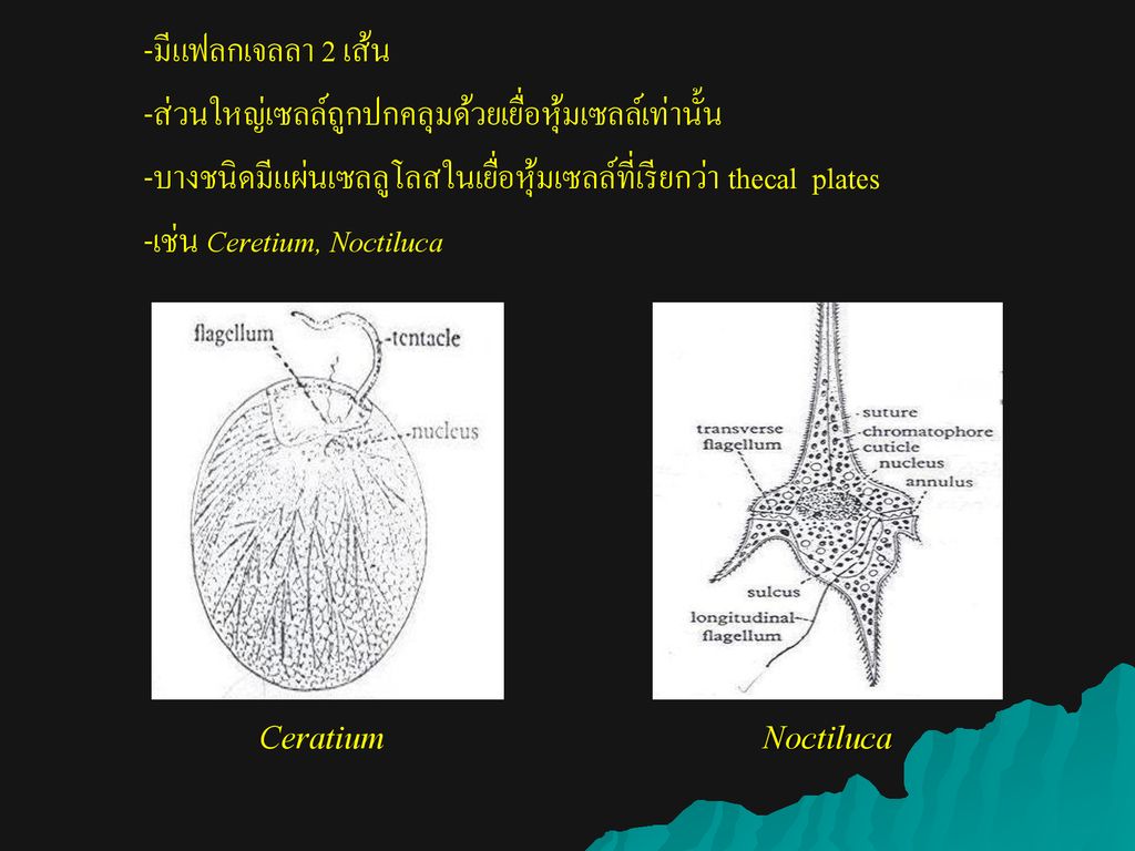 บทท 1 ประเภทของจ ล นทร ย Ppt ดาวน โหลด