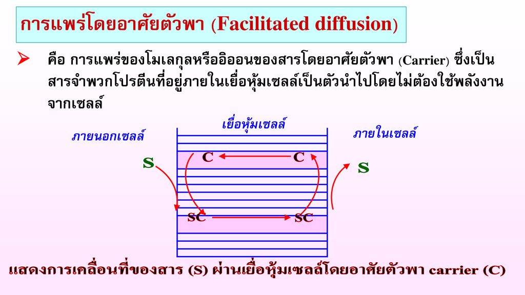 การแพร่โดยอาศัยตัวพา (Facilitated diffusion)