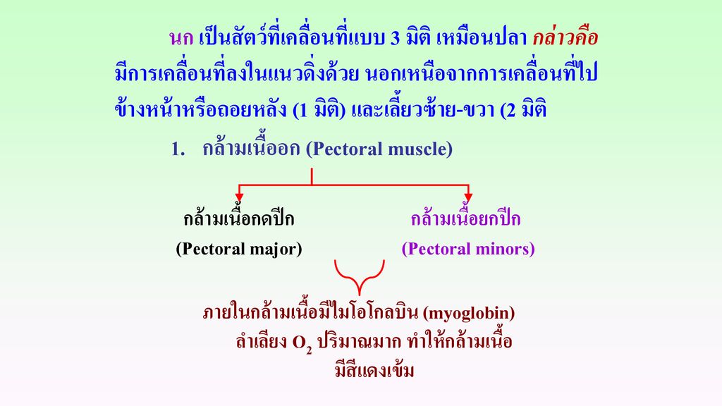 1. กล้ามเนื้ออก (Pectoral muscle)
