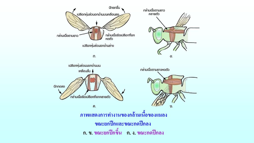 ภาพแสดงการทำงานของกล้ามเนื้อของแมลง ขณะยกปีกและขณะกดปีกลง