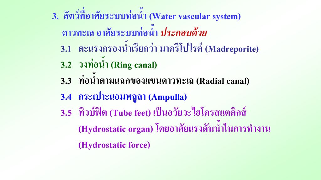 3. สัตว์ที่อาศัยระบบท่อน้ำ (Water vascular system)