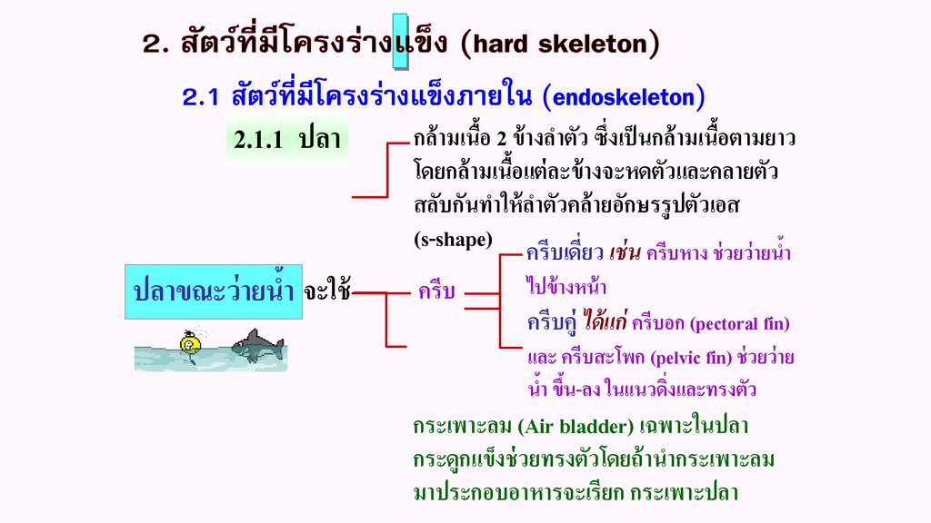 2.1.1 ปลา ปลาขณะว่ายน้ำ 2. สัตว์ที่มีโครงร่างแข็ง (hard skeleton)