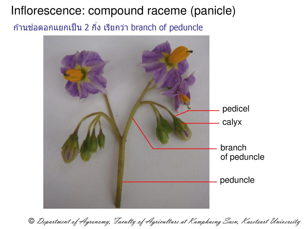 Potato Family: Solanaceae Genus: Solanum Species: tuberosum - ppt ดาวน์โหลด