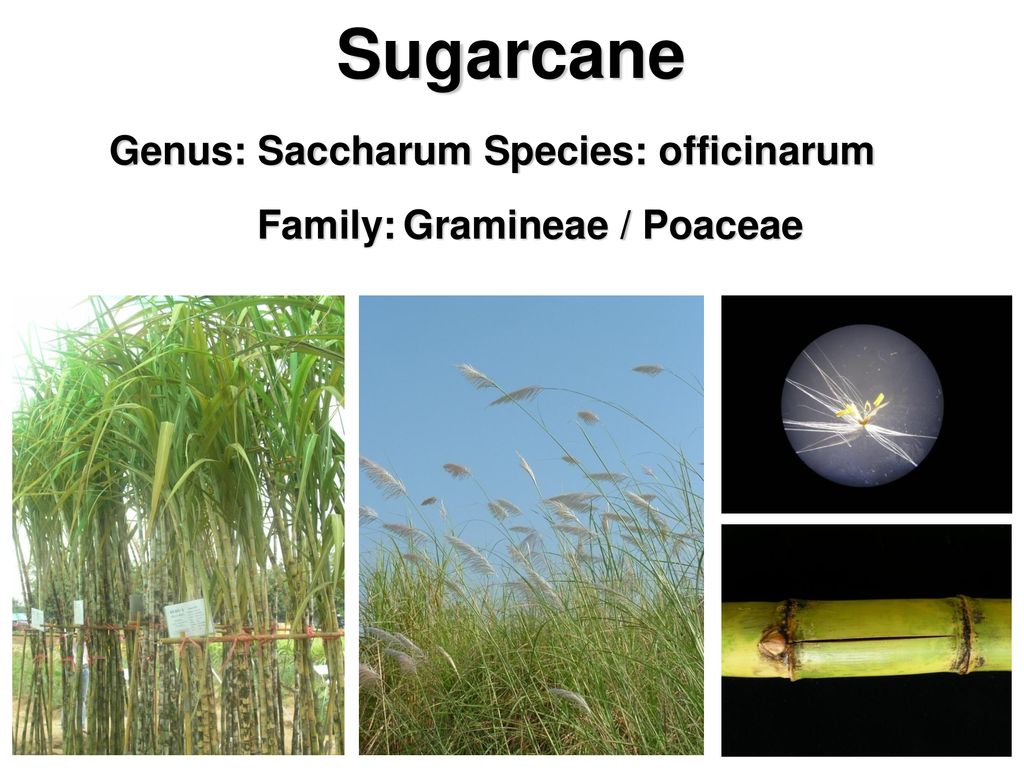 Family: Gramineae / Poaceae - ppt ดาวน์โหลด